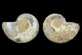 Cut & Polished, Agatized Ammonite Fossil - Jurassic #100525-1